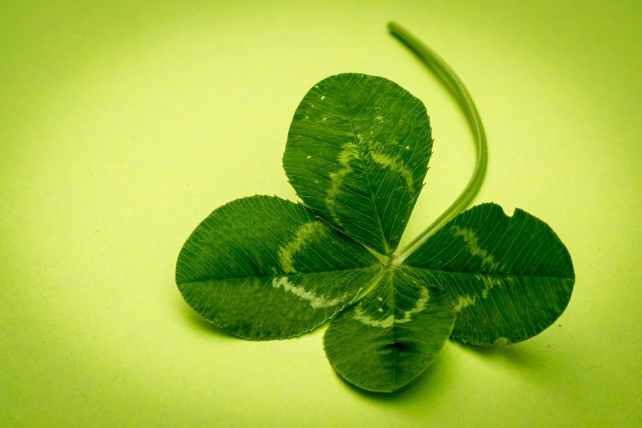 Four leaf Clover — the symbol of luck